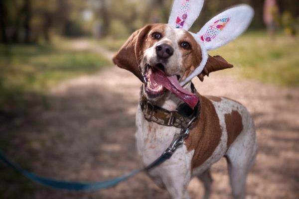 /Images/uploads/Humane Rescue Alliance/HRACalendarPhotoContest/entries/8746thumb.jpg
